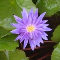 Wetplants - Wholesale Live Plant - Growers Choice Tropical Water Lily (Day Blooming)1
