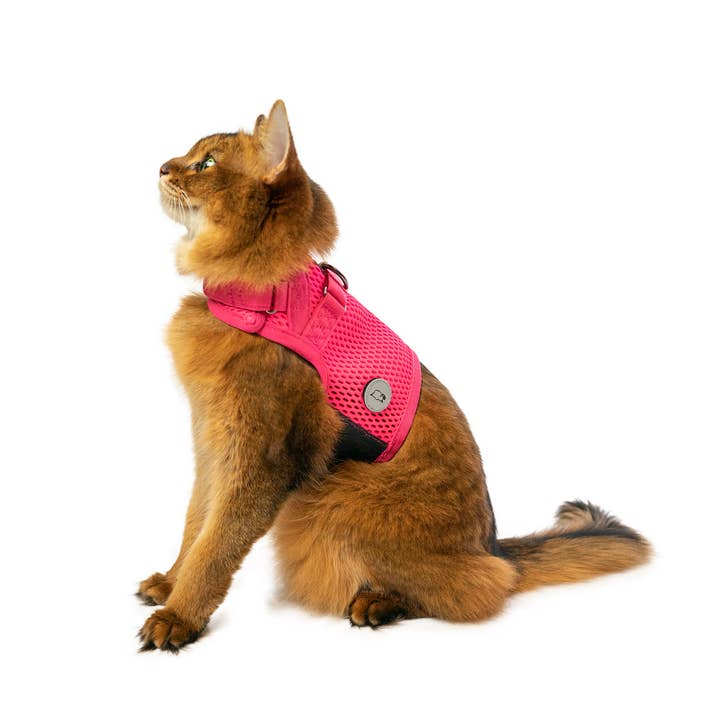 Sleepypod – Arnês – Gato por atacado – Coleira peitoral martingale para gato – coleira para passeio5