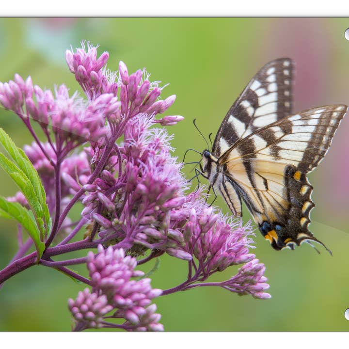 Panel de cristal de cola de golondrina de primavera de Chris Whiton para venta al por mayor de American Brand Studio