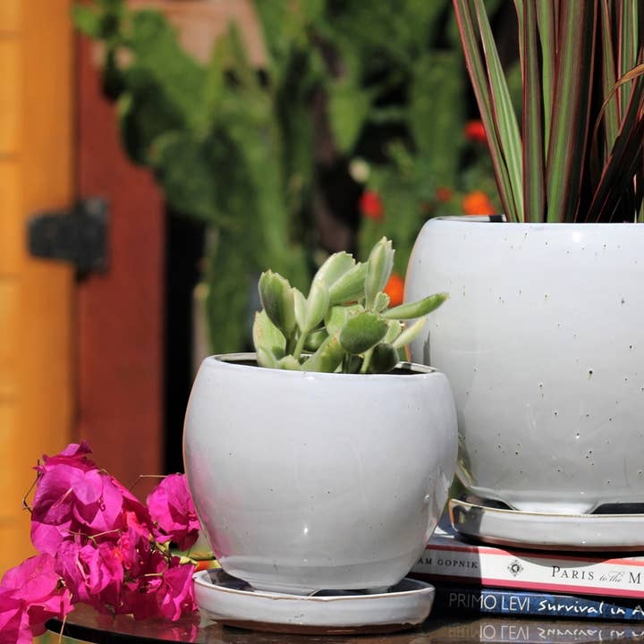 Gerbera Indoor Planter With Attached Saucer (4-Pack)8 for wholesale by Pacific Home & Garden