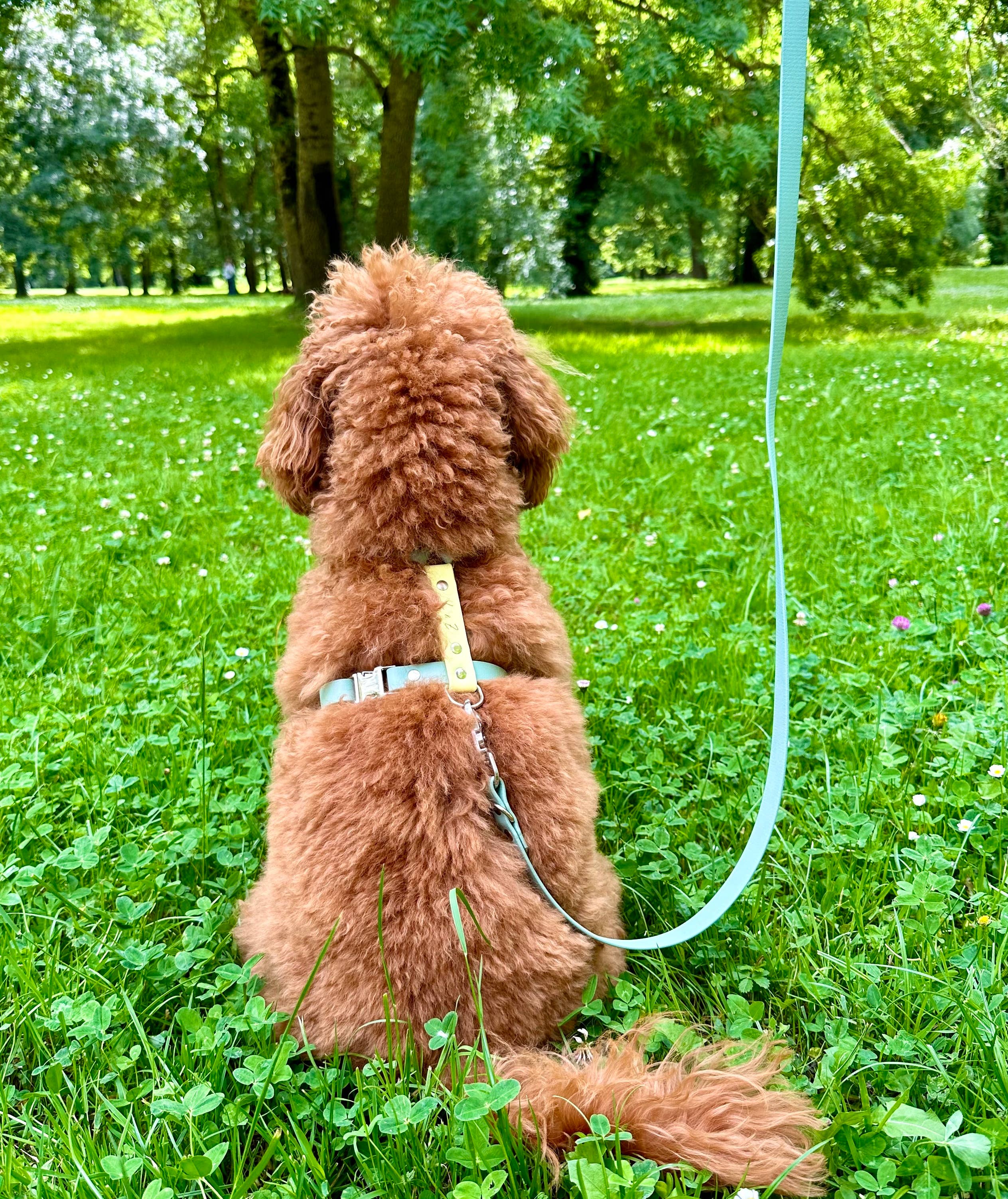 L&Z Dogwear - Wholesale Pet Harness - Dog - Hypoallergenic Waterproof Harness WILLOW - Biothane®2