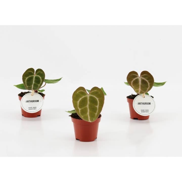 Wildestdreams.flowers - Wholesale Live Plant - Anthurium Crystallinum – 6cm Pot0