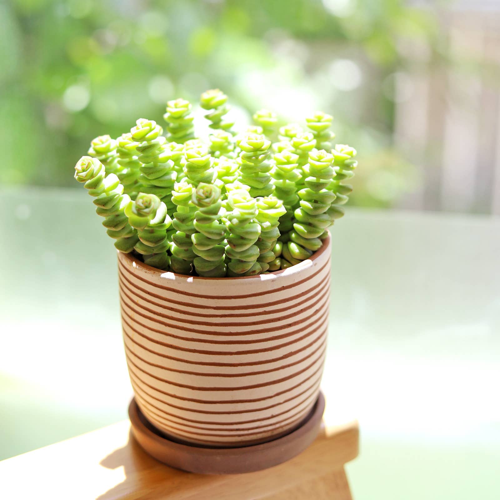 Best Plant Friend - Wholesale Succulent - Crassula Baby Necklace - Live Succulents Plant 2/4 inch Pot4