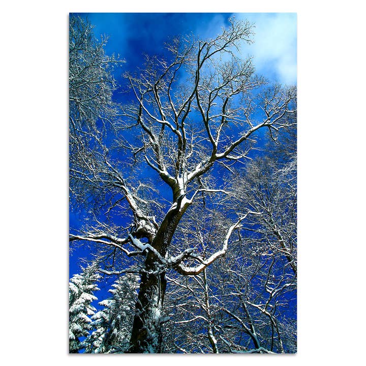 Winter Wonderland van Torsten Reuter voor wholesale door Queence