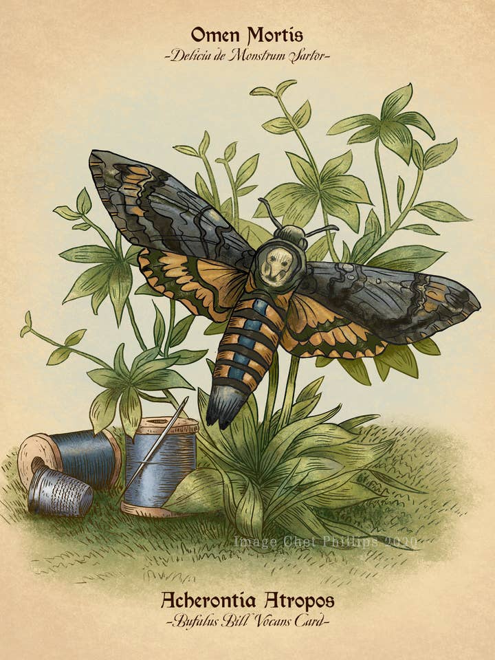 Death's Head Moth Study 8" x 10" print for wholesale by ChetArt