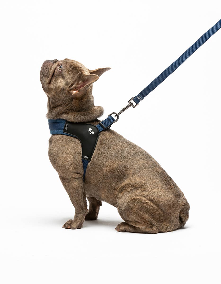 United Pets – Engroshandel Hundesnor - Hund – Hund Jeans Polstret Blød Snor9