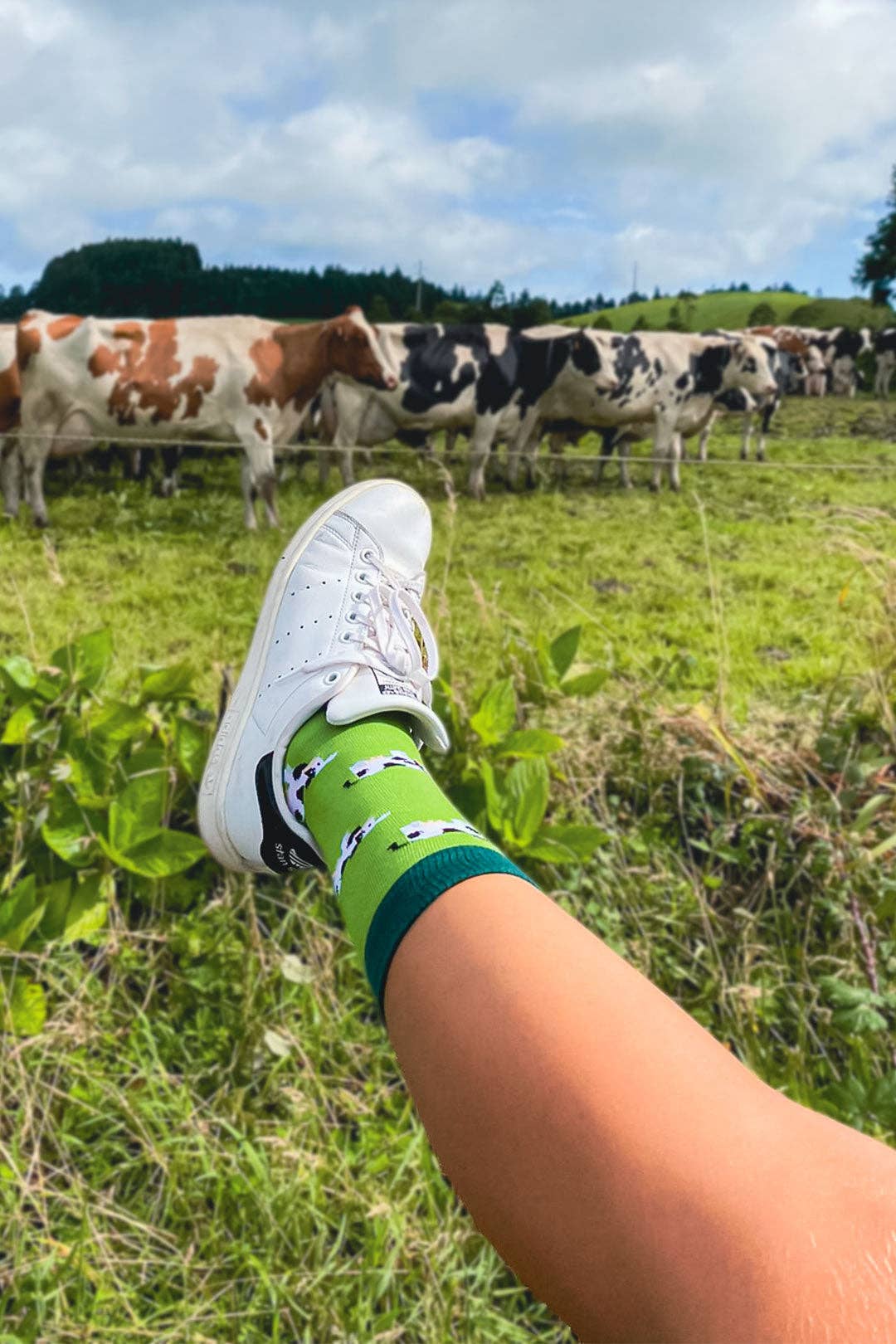 CHULÉ SOCKS - Wholesale Socks - Unisex - Vacas1