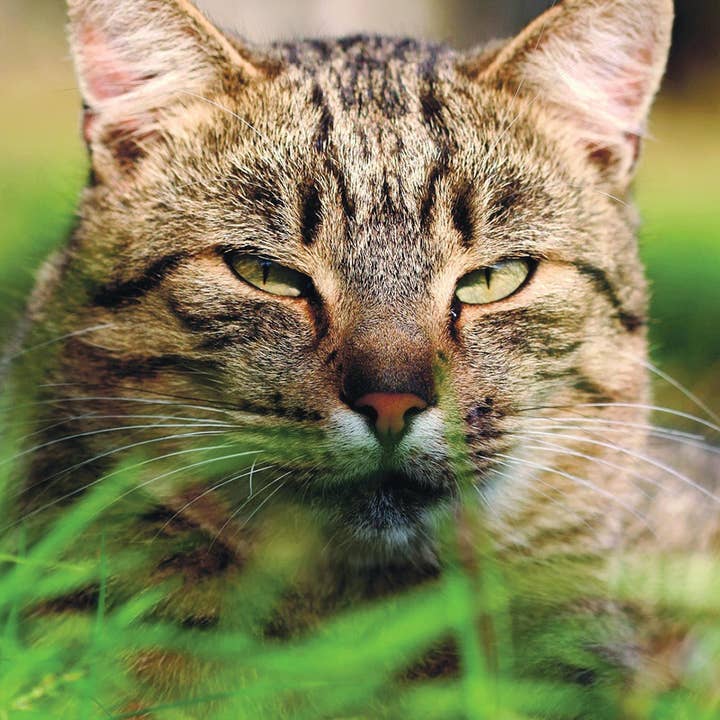 Cat-astrophe 2-Year 2026-27 3.5" x 6.5" Monthly Pocket Planner for wholesale by Willow Creek Press & Gifts