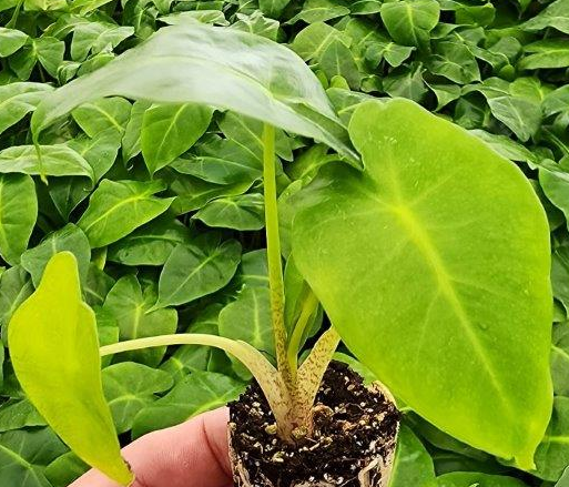 Dick's Sticks and Exotics - Wholesale Live Plant - Alocasia 6 plant variety. No pots.3