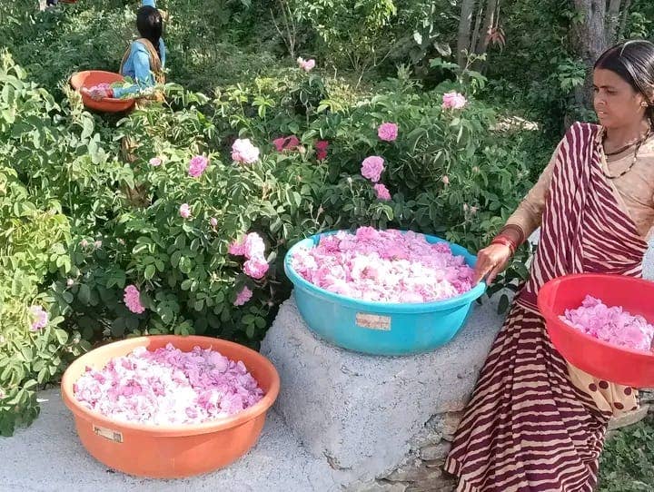 Aromachology - Venta al por mayor Aceite esencial - Aceite Absoluto de Rosa a Granel2