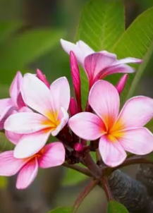 Hydra Bloom Beauty – wholesale Roll-on fragrance – Frangipani Rollerball  Apothecary Perfume Oil3