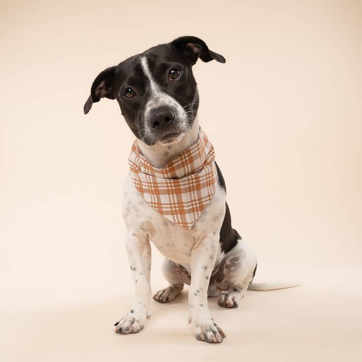 The Paws - Wholesale Pet bandana – Dog - Ginger Dog Bandana2