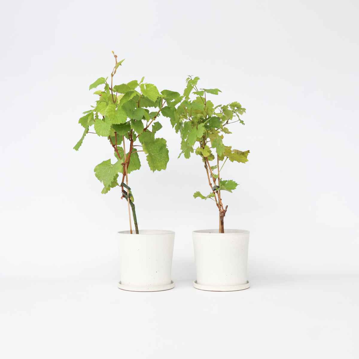 Oasis of Life - Wholesale Live Plant - Grape Vine Set – 2 Plants – Vitis vinifera ‘Himrod’ & ‘Vanessa’ – Height 60–75cm – Ø21cm – White & Red Grapes – Hardy, Self-pollinating Varieties for Garden & Terrace1