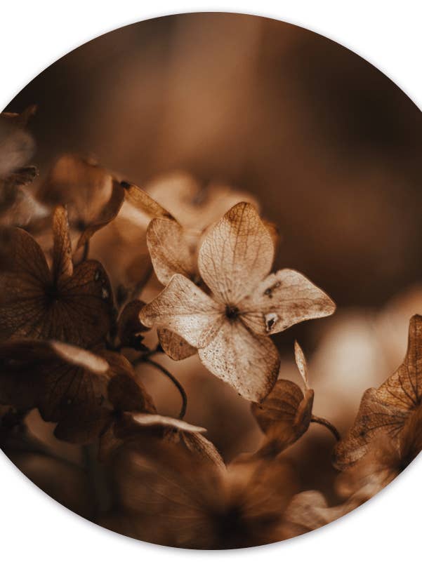 Muurcirkel oldy voor wholesale door Label2X B.V.