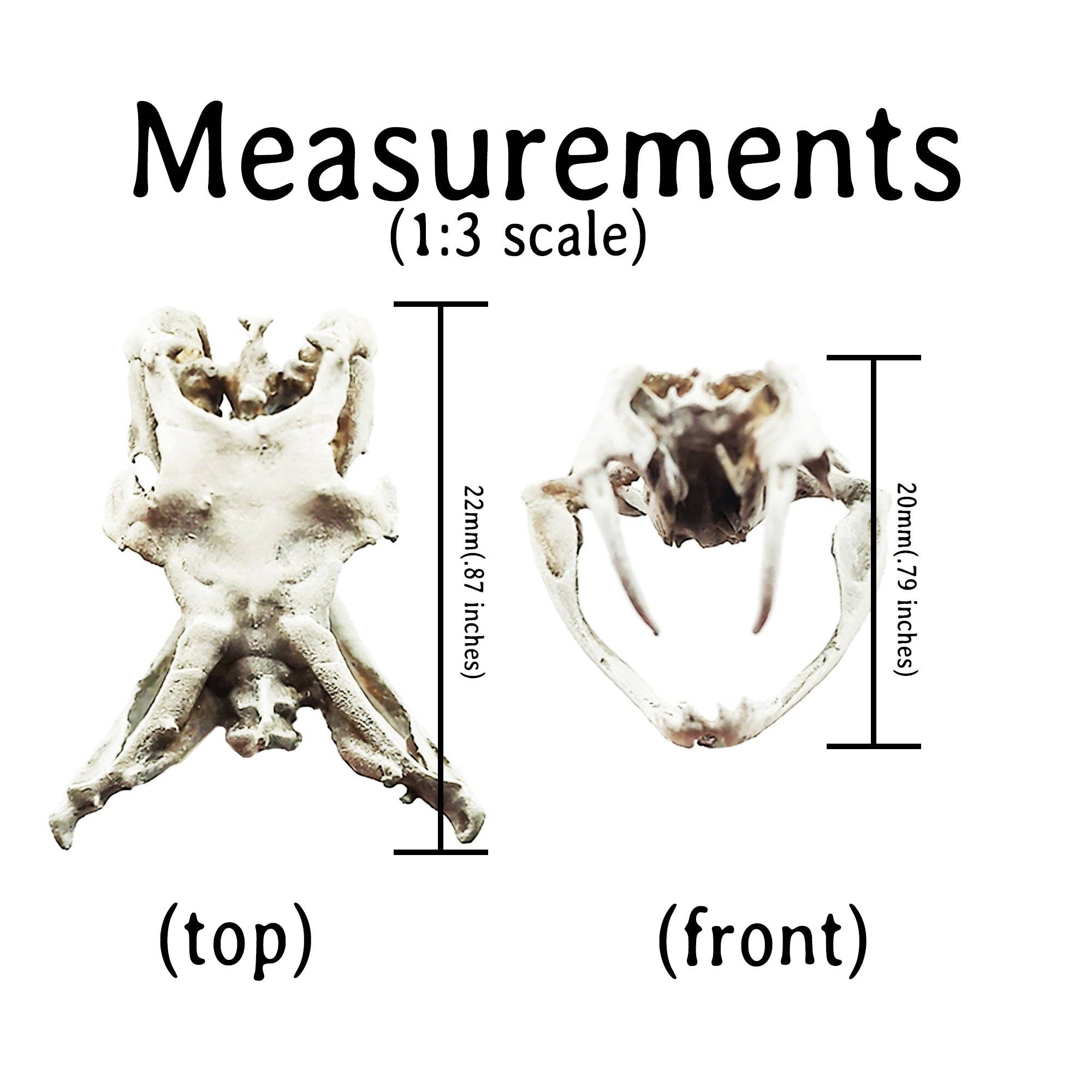 The Scale Grail – wholesale Decorative figurine – Gaboon Viper Snake Skull Replica4