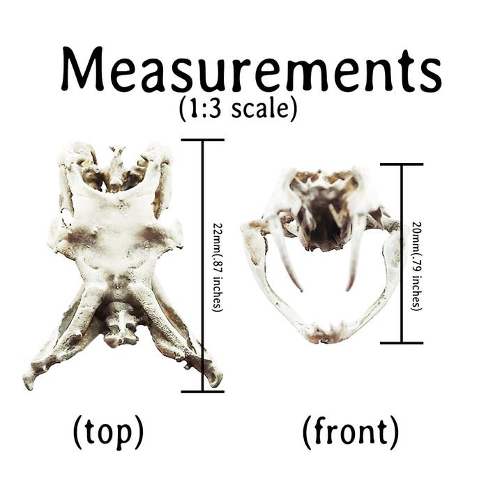 The Scale Grail – wholesale Decorative figurine – Gaboon Viper Snake Skull Replica4