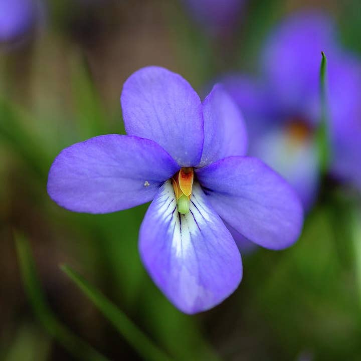 GardenPerspective - Vendita all'ingrosso Piante vive - 5 Bird's Foot Violet - Viola Pedata perenne a radice nuda 2