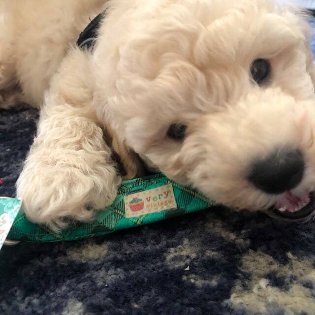 Very Vintage Designs – Engroshandel Halsbånd - Hund – Irish Plaid - Grøn økologisk bomuld Hund- og kattehalsbånd6