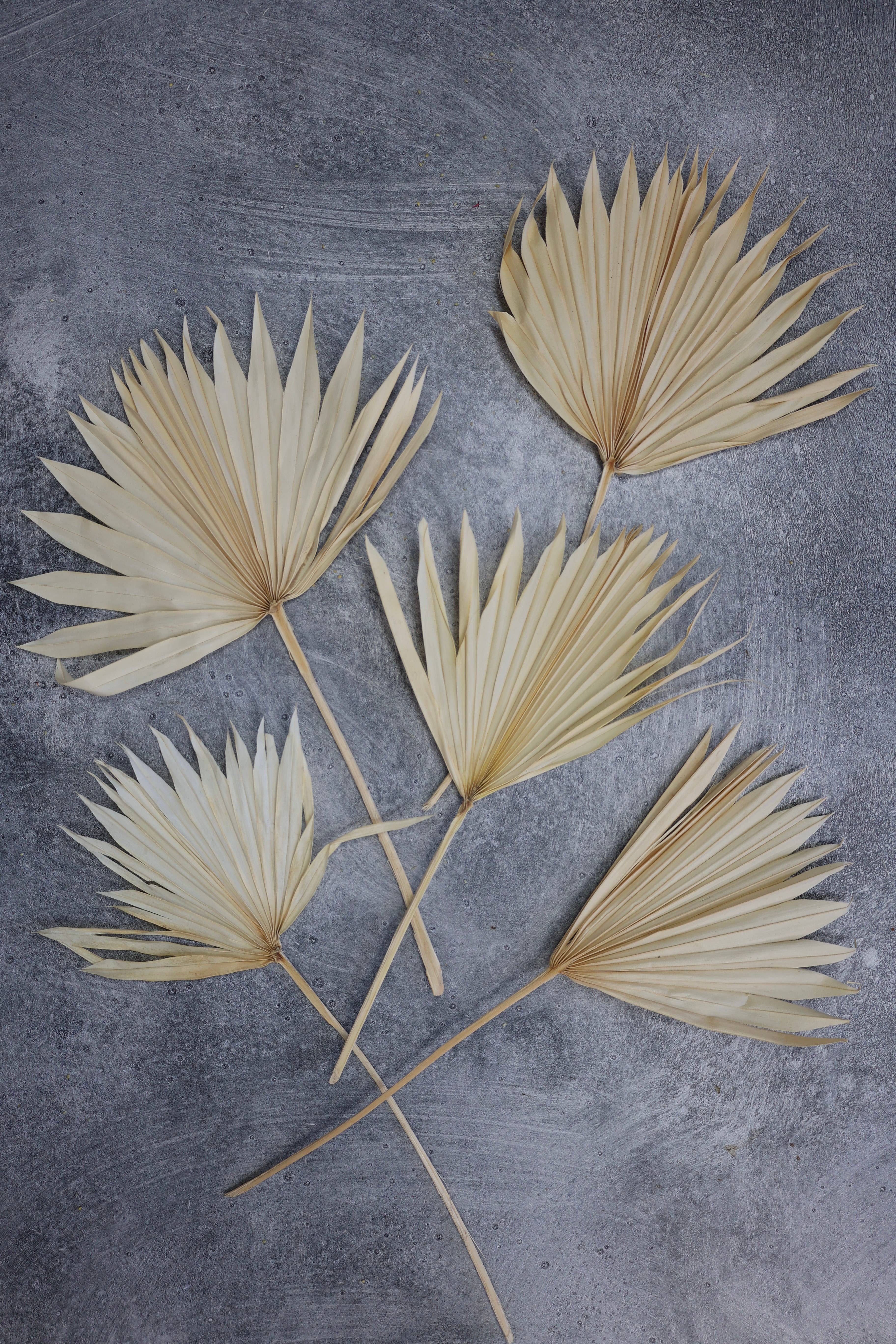 FlowerFantaSee – wholesale Dried/pressed flowers – Dried Sun Palm Leaf Fans -Cream (Set of 5)8