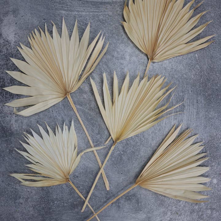 FlowerFantaSee - Wholesale Dried/Pressed Flowers - Dried Sun Palm Leaf Fans -Cream (Set of 5)8
