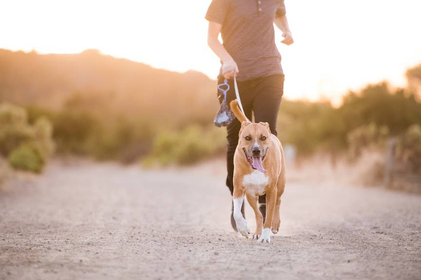 The dooloop by Houndswag LLC - Wholesale Pet Poop Bag Dispenser - Charcoal Dooloop POP Box1