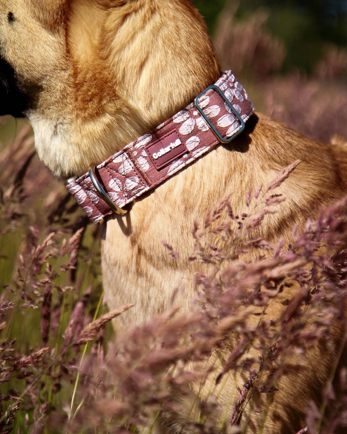 Collarfull – wholesale Pet collar – Dog – Collar - Flourish & Fade1