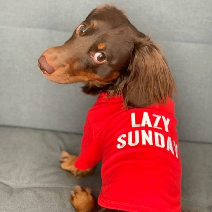 Süßigkeiten- Hunde-T-Shirt mit Schriftzug „Lazy Sunday“ - Haustier für den Großhandel auf Faire1