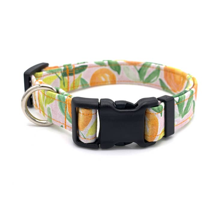 Clementine Orange Dog Collar for wholesale by Winthrop Clothing Co.