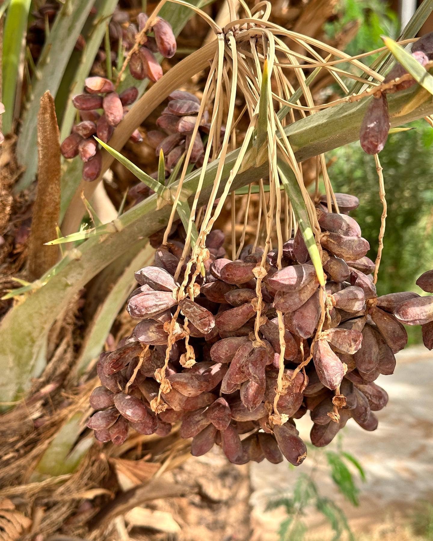 SOUK in the CITY - Vendita all'ingrosso Cestini - Piccoli cestini berberi colorati15