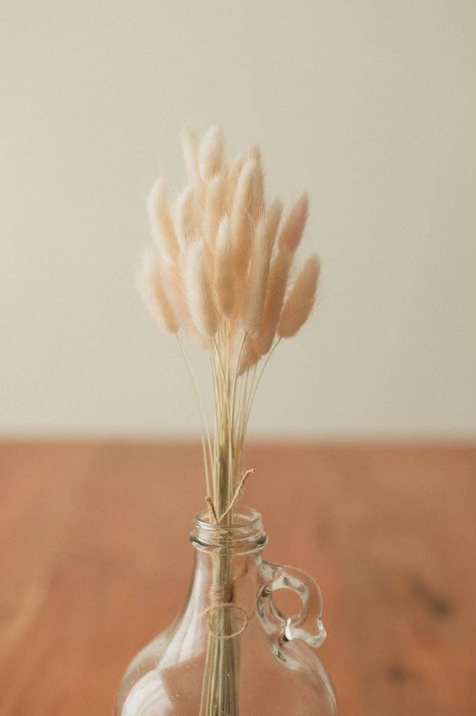 Eucalypt Co. - Venta al por mayor Flores secas/prensadas - Colas de conejo preservadas30