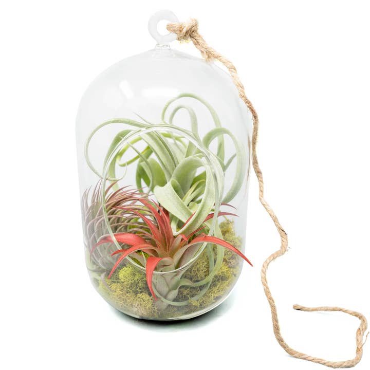 Air Plant Shop - Wholesale Terrarium - Capsule Terrarium with Moss and Tillandsia Air Plants0