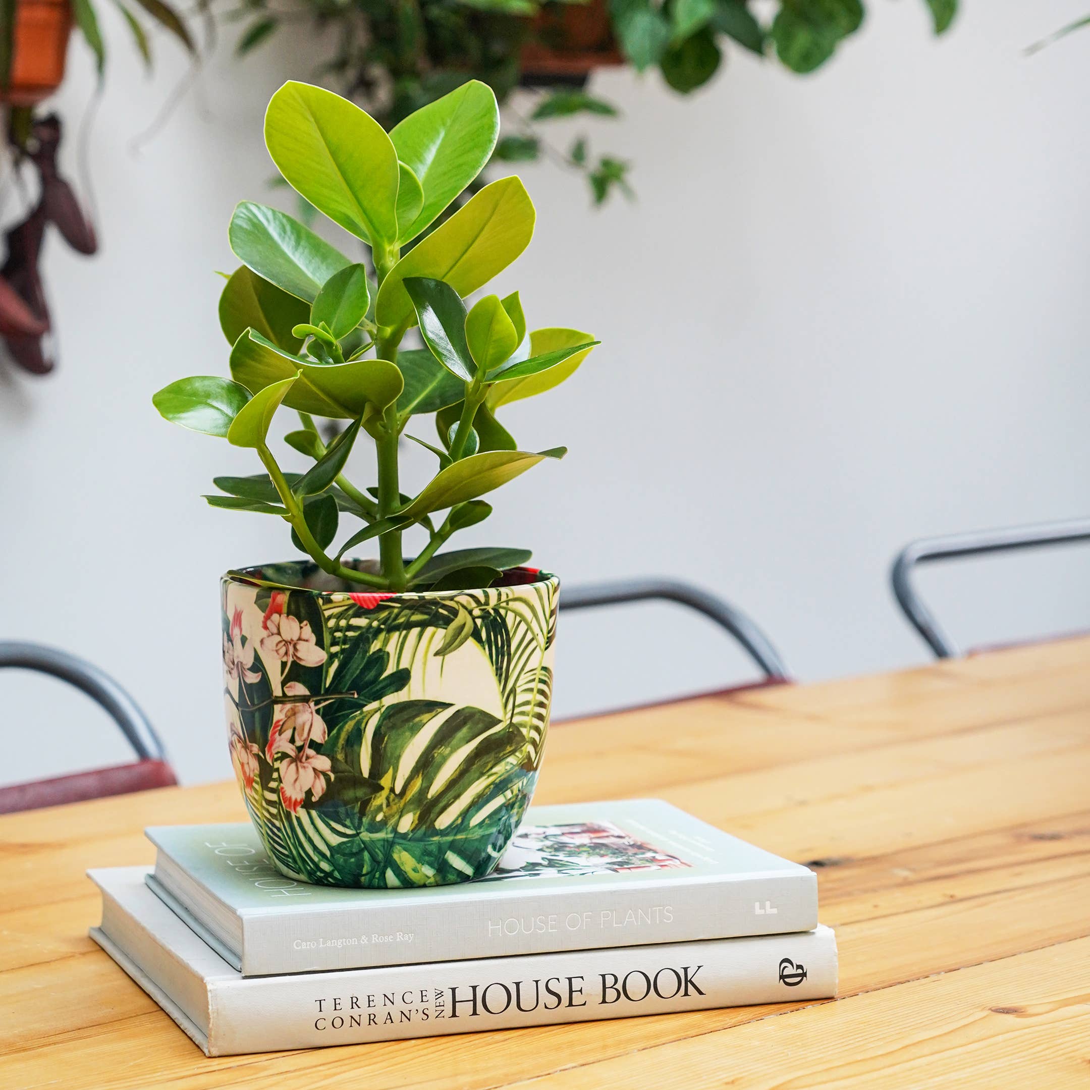 Ivyline - Vendita all'ingrosso Vasi per piante - Vaso per piante da interno in ceramica Monza H16,5 cm x P16,5 cm8