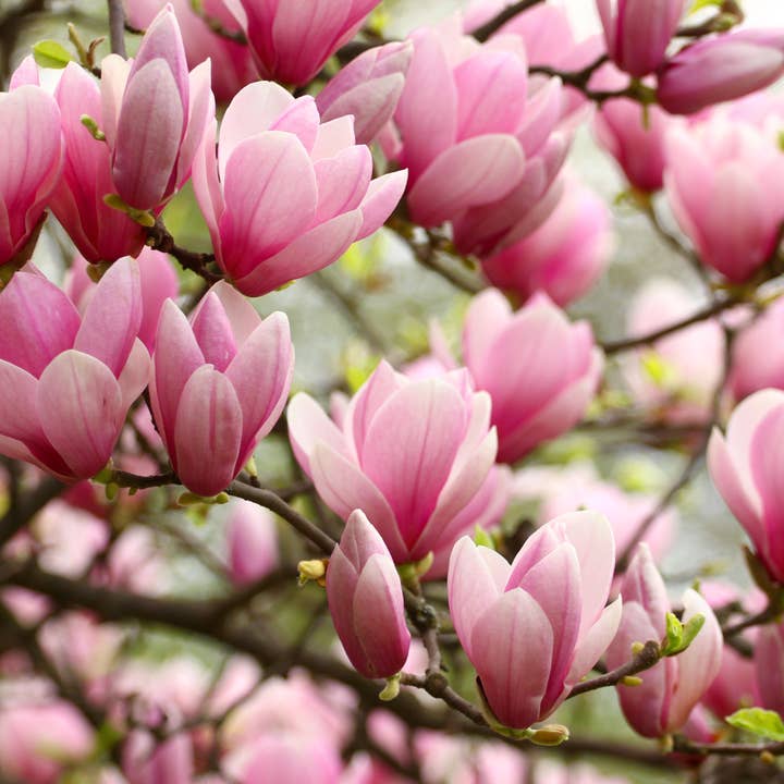 Fairywren Candle Company - Wholesale Jar/filled candle - Jasmine & Magnolia - Terracotta Candle 600g3