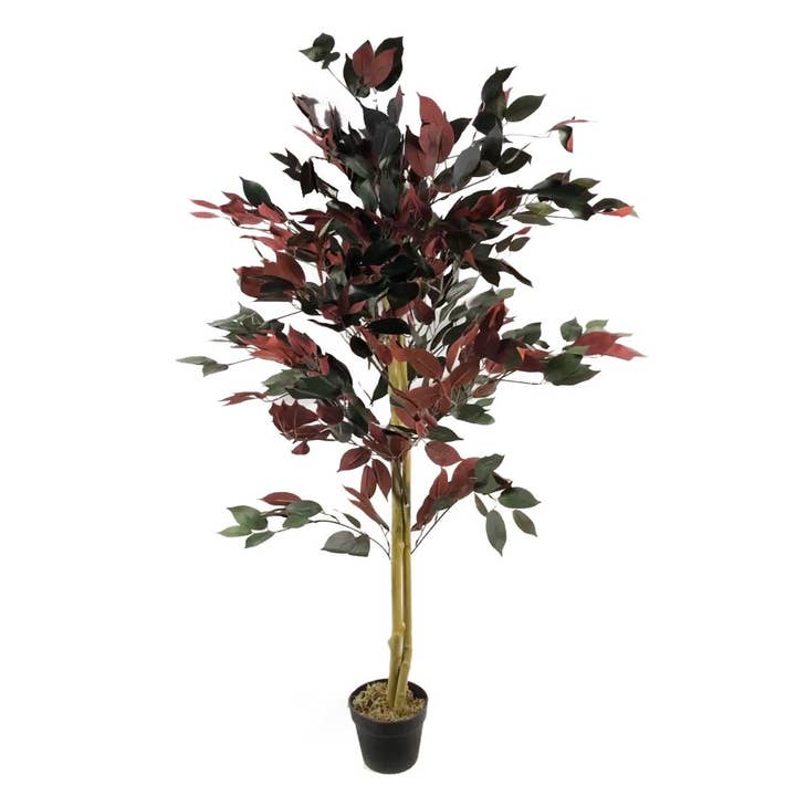 Ficus Tree Plant Green and Red Ficus 120cm Plants for wholesale by Leaf Design UK LTD