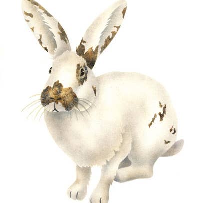 Stencil da parete «The Mad Stencil Calico Bunny» per la vendita all'ingrosso da parte di Designer Stencils