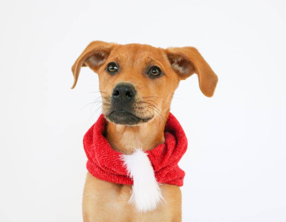 how to knit a dog scarf