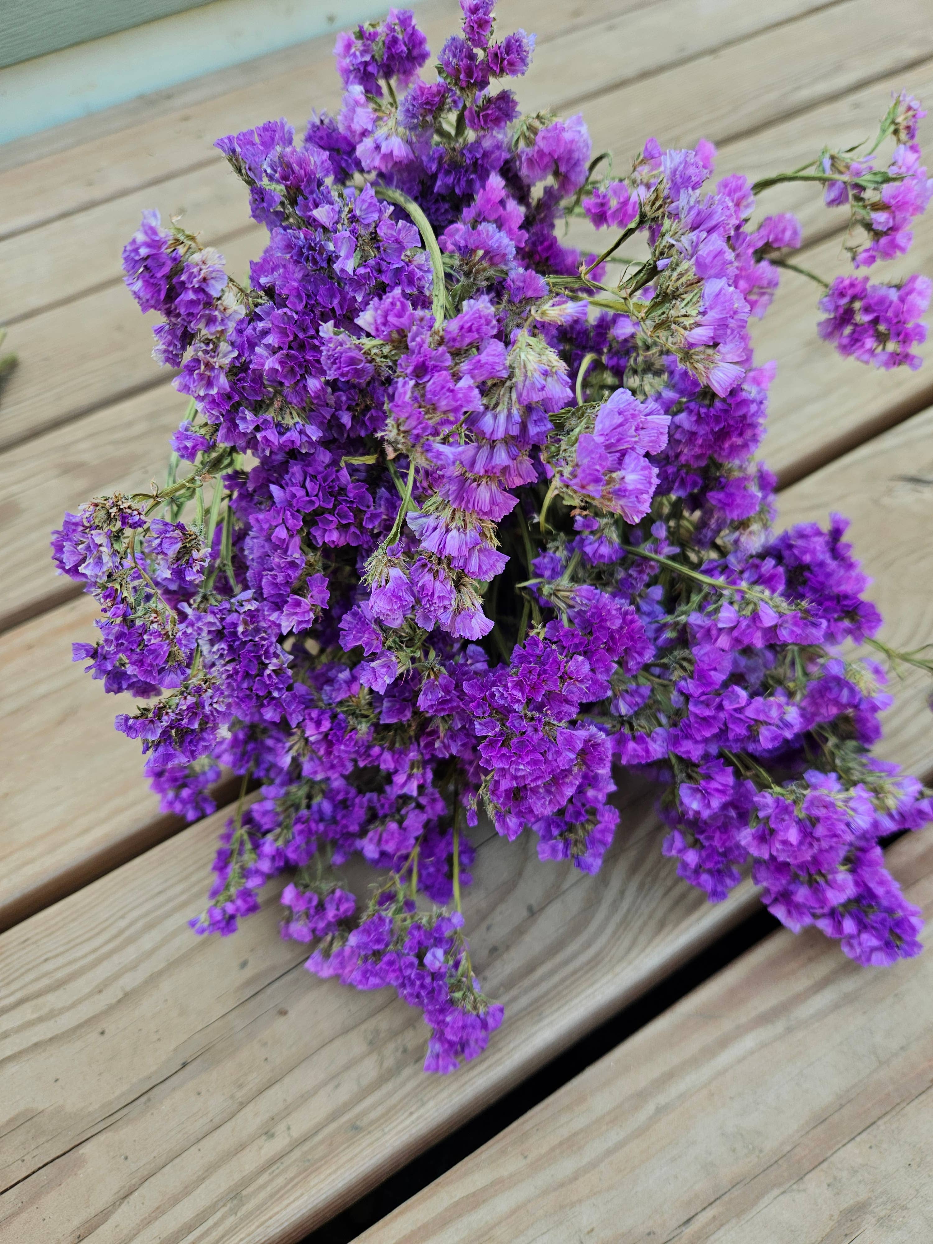 Alissas Flower Farm - Wholesale Dried/Pressed Flowers - Dried Statice5