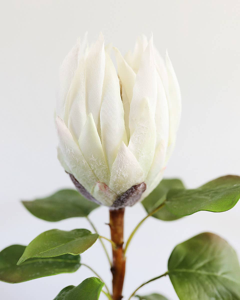 Prestige Botanicals - Wholesale Artificial Flowers - White King Protea 23.5"2