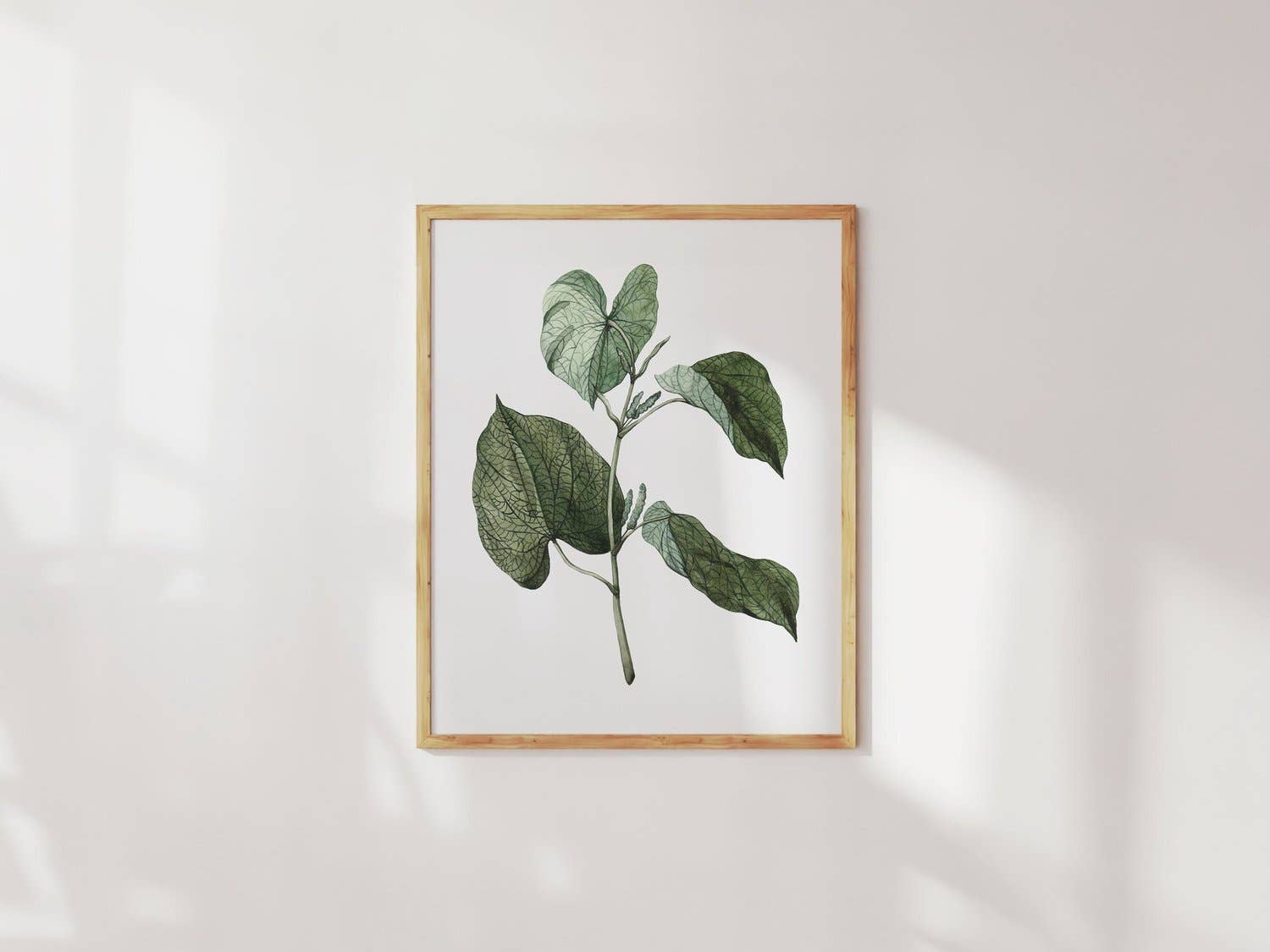 Anna Farba Illustration - Wholesale Art Print - Kava (Piper Plant) Botanical Art Print0