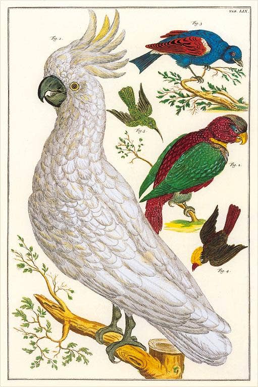 Found Image Press - Wholesale Postcard - Postcard BD-274 Sulfur Crested Cockatoo0