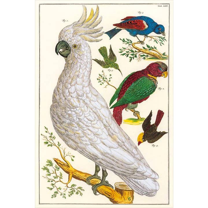 Found Image Press - Wholesale Postcard - Postcard BD-274 Sulfur Crested Cockatoo