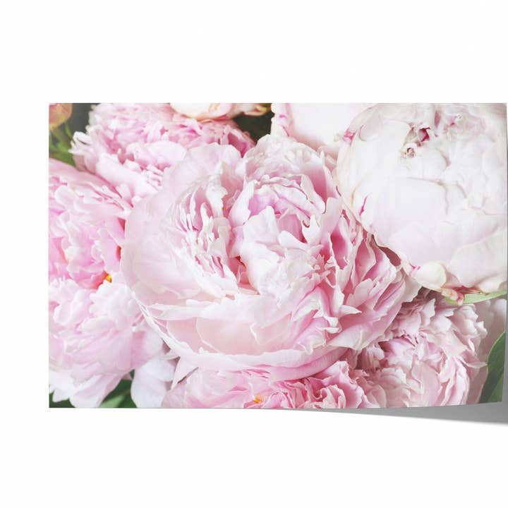 Peonías Rosadas III | Impresión de Fotografía Artística para venta al por mayor de Natasha Riha Photography
