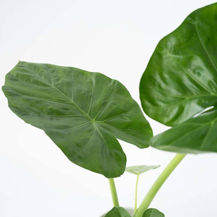 Oasis of Life - Wholesale Live Plant - Alocasia – 4 plants – Alocasia 'Macrorrhizos' – Elephant Ear – Height 60–70cm – Ø17cm – Tropical houseplant with XXL leaves – Easy care & air-purifying – Exotic decor set for home3