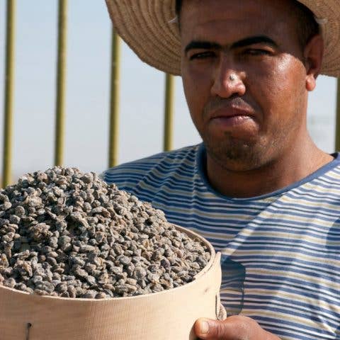 Gourmet Food Solutions, Inc. - Wholesale Pickled Vegetables - Organic Wild Mountain Capers in Salt | Moulin Mahjoub1