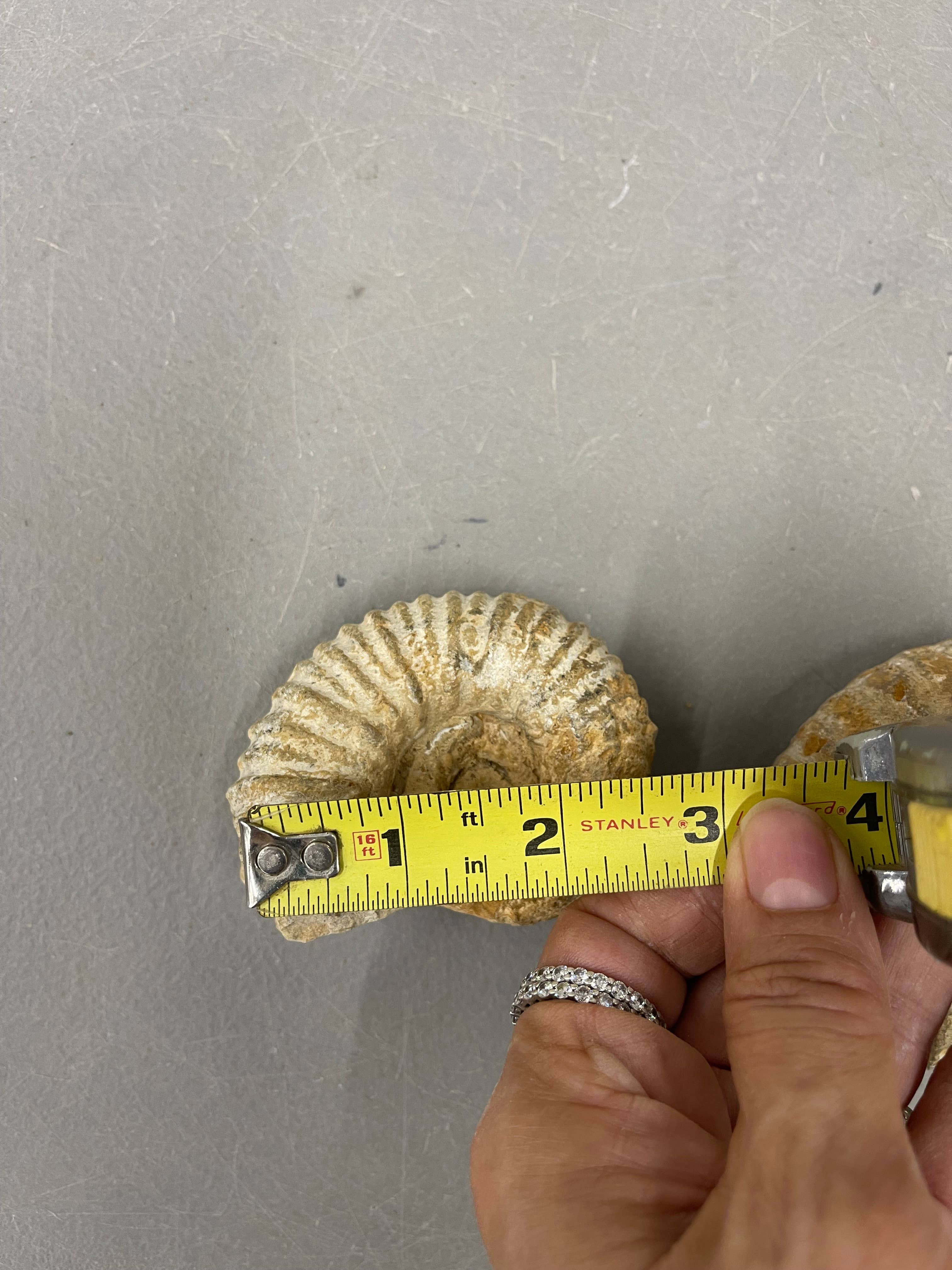Casablanca Exports – wholesale Decorative tabletop object – Small Nautilis Ammonite1