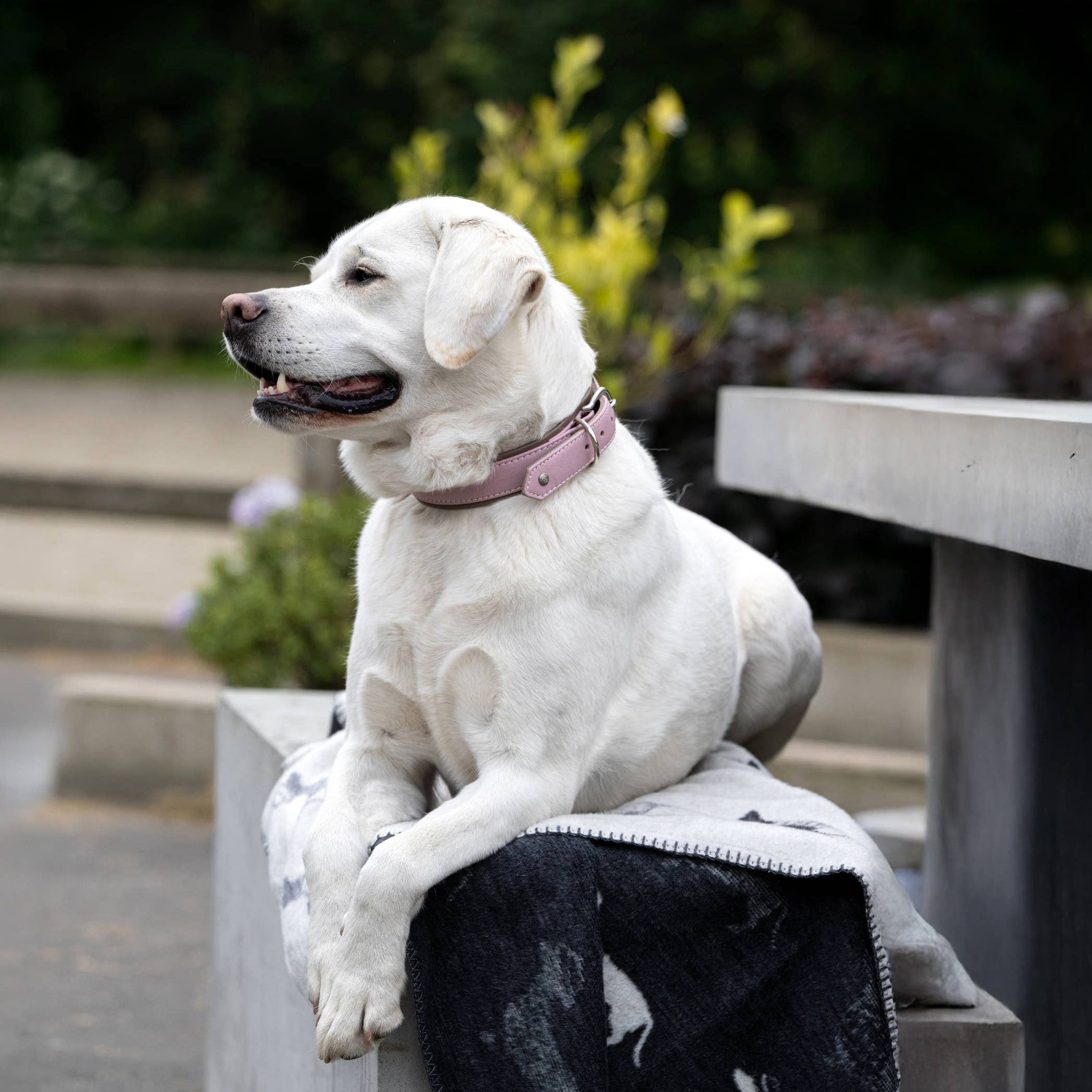 LABONI - Volentis GmbH - Venta al por mayor Edredón - Gatos y perros - TECKEL - MANTA DACHSHUND10