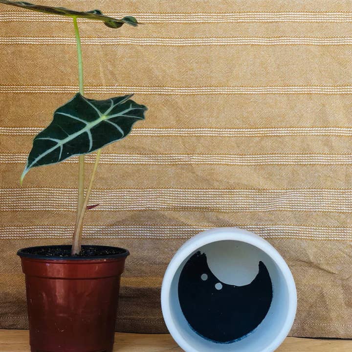 Queen City Crete - Wholesale Plant Pot - Bruce Planter 4"