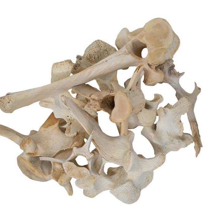 Ethically Sourced Elk Vertebra – Ritual Offering & Altar Talisman for wholesale by Oreamnos Oddities