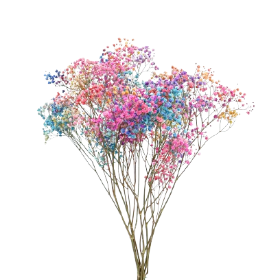 Concari.flores Preservadas - Wholesale Dried/Pressed Flowers - GYPSOPHILA/PRESERVED PANICULATA1