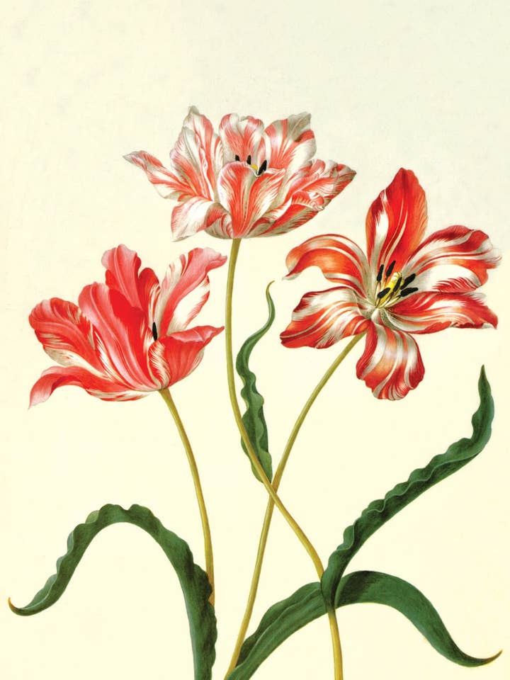 Postcard Three Tulips (134926) for wholesale by The Knowledge of Things by Catch Publishing